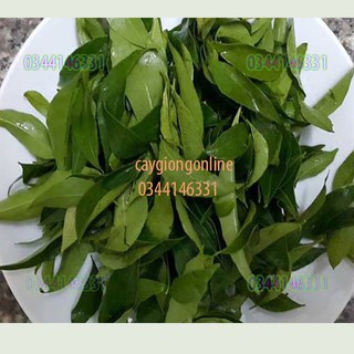 Cây móc mật