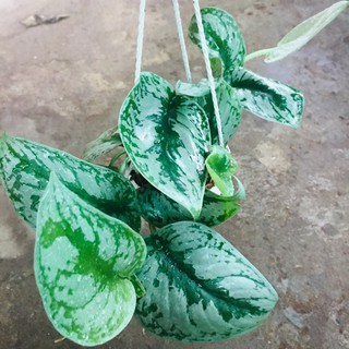 Cây trầu bà pháp - Cây cảnh để bàn