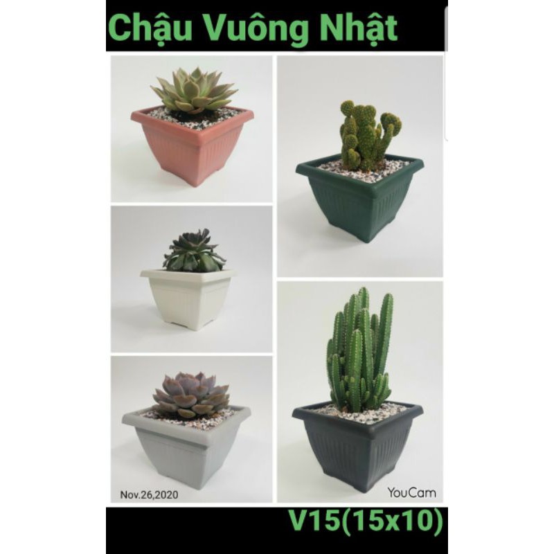 bán sỉ combo 20 chậu vuông nhật 13x10cm nhựa dày tốt.