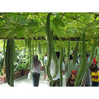 5 Hạt giống Mướp rắn 