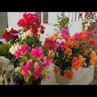 CHẬU HOA GIẤY ĐỦ MÀU, CHẬU LỚN