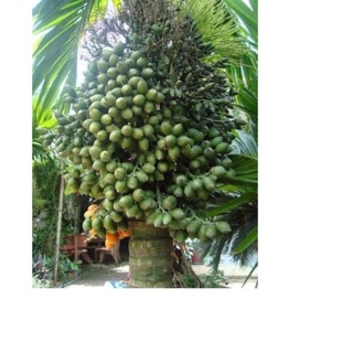 cây cau lùn giống
