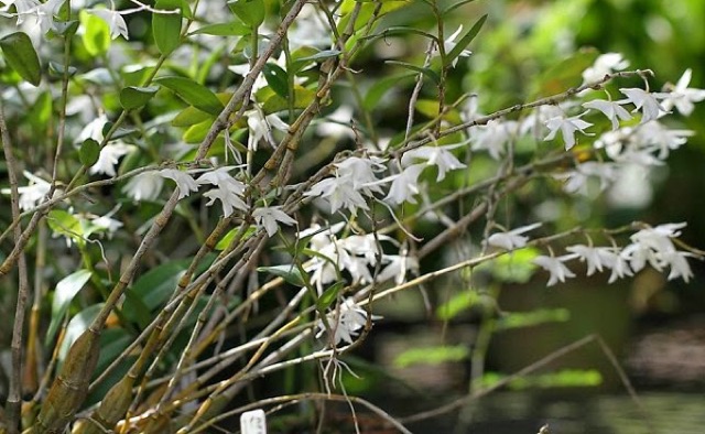 1 cây lan bạch câu con