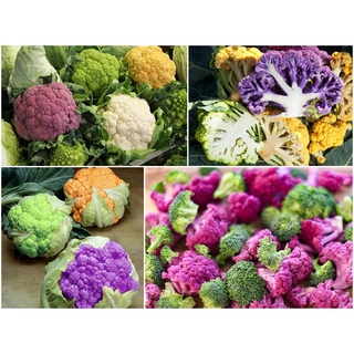 #Hạt_Giống Súp Lơ Mix v( Mua 3 gói tặng 1 gói )
