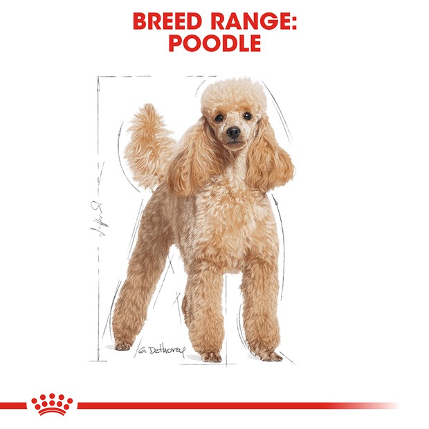 Pate Poodle Adult 85g Pháp Royal Canin siêu dinh dưỡng SUPERPETS VIỆT NAM