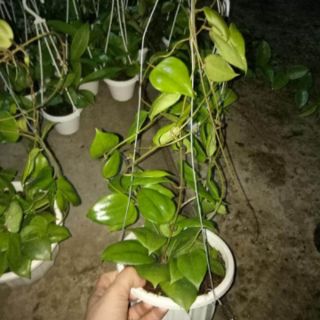 Lan cẩm cù vàng cây sắp hoa