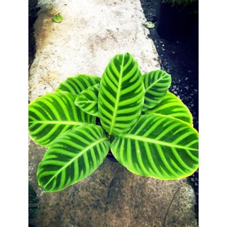 chậu đuôi công Zebrina