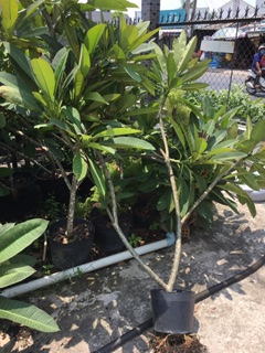 Cây hoa sứ đại hoa đỏ rực