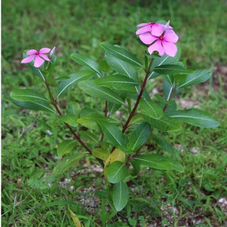 Kv - dừa cạn khô sp0