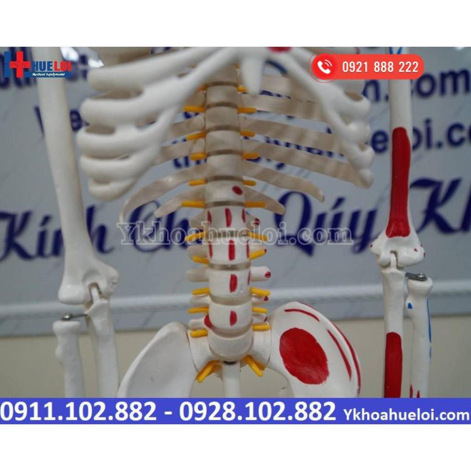 MÔ HÌNH GIẢI PHẪU TOÀN BỘ HỆ XƯƠNG NGƯỜI 85CM