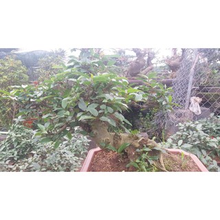 Sung bonsai