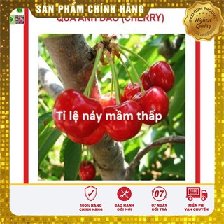 Hạt giống Quả Anh Đào (Cherry) 10 Hạt