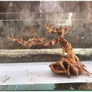 Bonsai thuỷ sinh cho bể cá 25x22 đa dạng mẫu mac