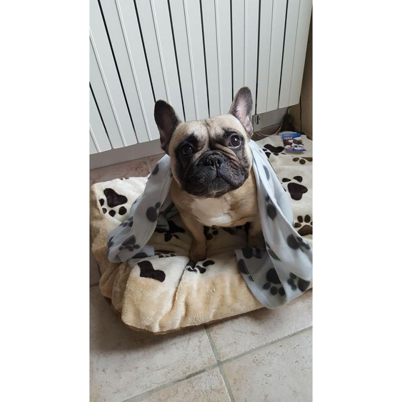 Pawty Chăn lông cừu cao cấp cho chó mèo/thú cưng