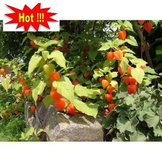 Hạt giống Anh đào đất, cây Thù dù, cây Tầm bóp (100 hạt)