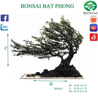 Lũa Bonsai Bạt Phong | Trang Trí Bể Thủy Sinh