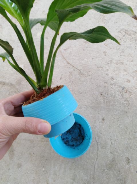 Cây Lan Ý lá lớn | BigBuy360 - bigbuy360.vn