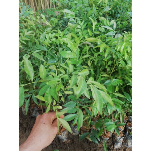 Cây giống mắc mật