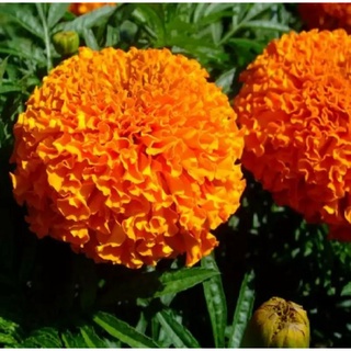 HẠT GIỐNG VẠN THỌ PHÁP LÙN F1 VÀNG CAM RADO 834