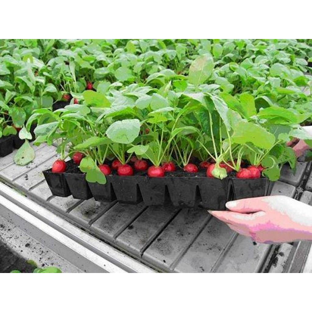 Hạt Giống Củ Cải Đỏ F1_10gr