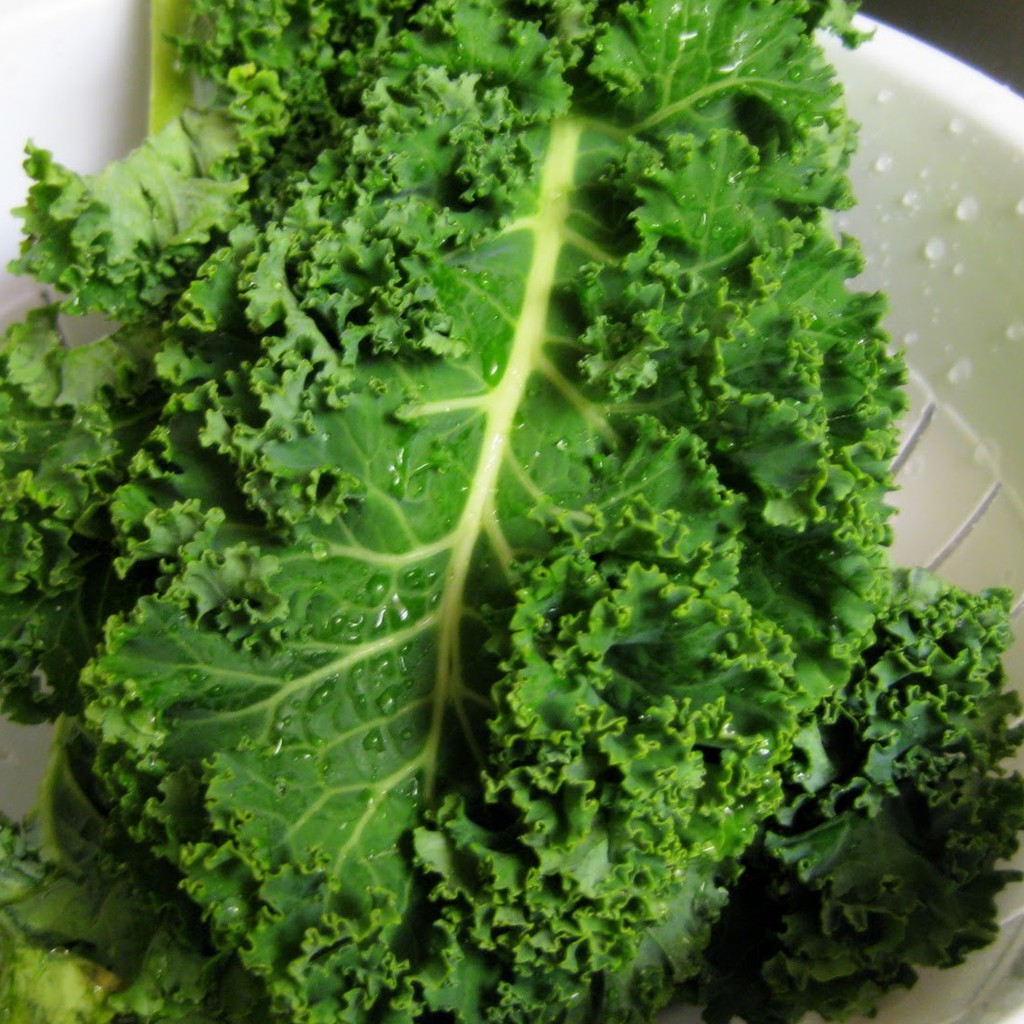 Hạt Giống Cải Xoăn (Cải Kale) Rado 686 (5gr) Dễ Trồng, Năng Suất Cao