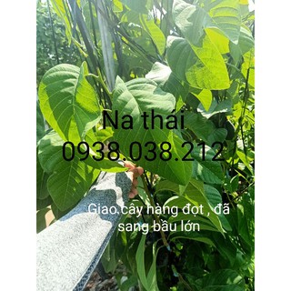 CÂY GIỐNG NA THÁI