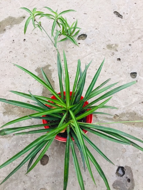 🌱Nàng chuyền 🌱