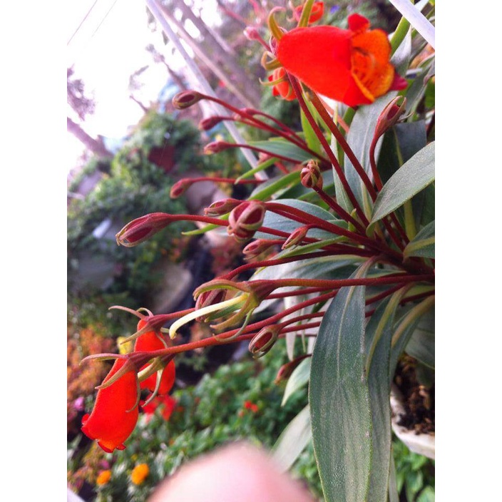 Cây giống Hoa Hoàng Hôn Bolivia (Gloxinia sylvatica 'Bolivian Sunset') chậu nhựa