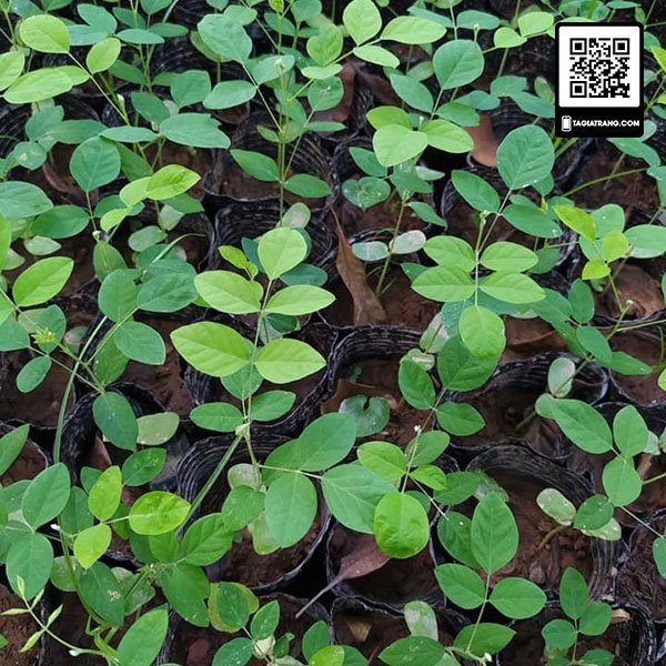 Hạt giống hoa đậu biếc kép