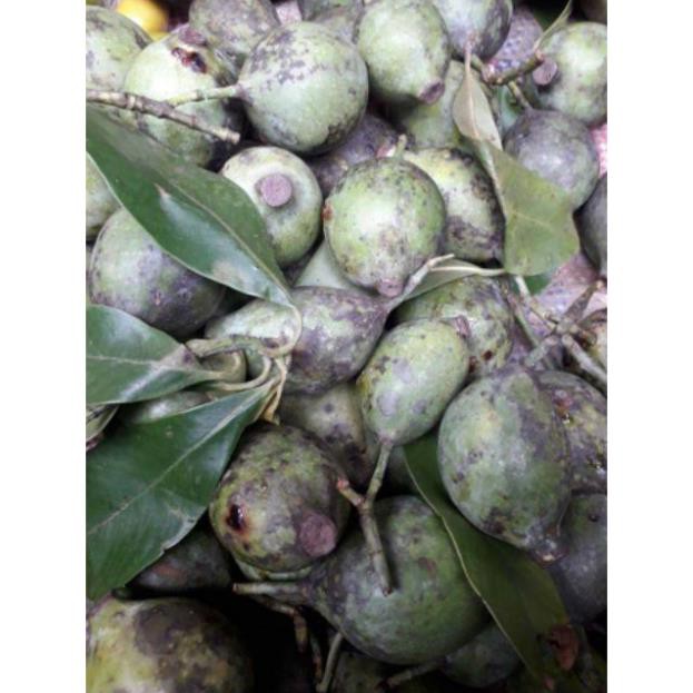 CÂY GIỐNG CÂY QUẢ DỌC CHUA - CAM KẾT GIỐNG CHUẨN F1 + Tặng 01 cây dâu da đất