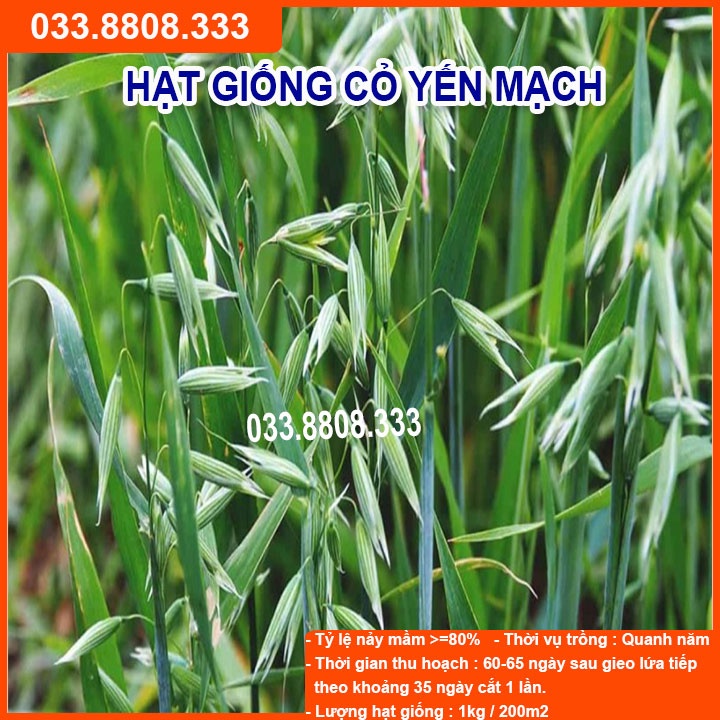 Hạt Giống Cỏ Yến Mạch 300g – Hạt Giống Cỏ Chăn Nuôi Chịu Lạnh Tốt - Chăn Nuôi Gia Súc Lớn và có thể dùng nuôi mèo