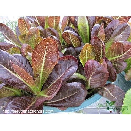 HẠT GIỐNG RAU XÀ LÁCH ROMAINE ĐỎ F1