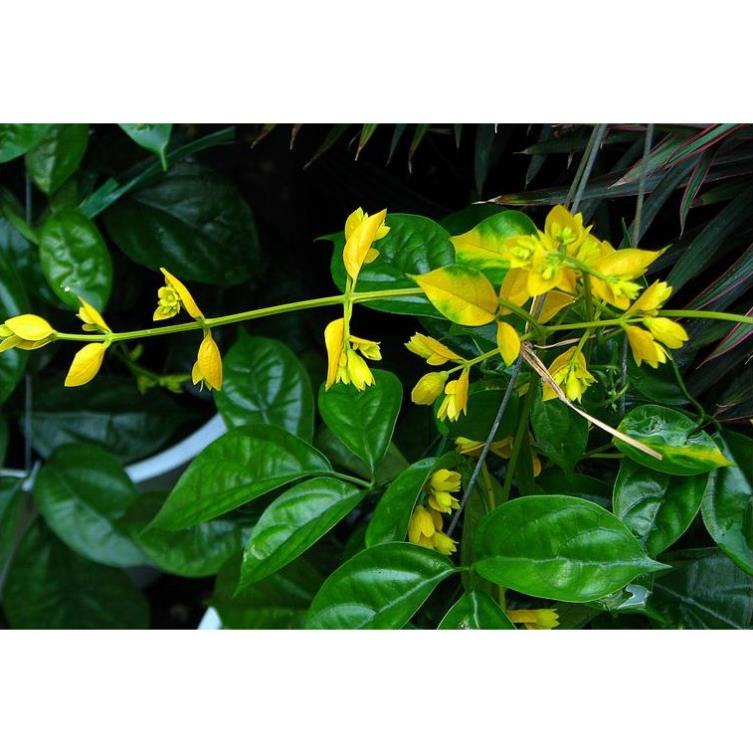 10 Hạt Hoa lan hoàng dương – Loài hoa dây leo với sắc màu rực rỡ