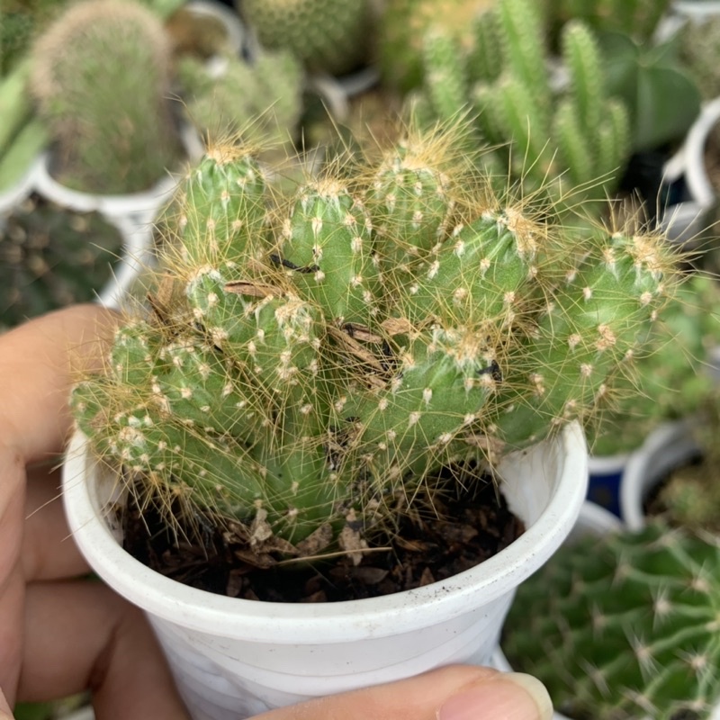 XƯƠNG RỒNG VẠN LÝ GAI VÀNG