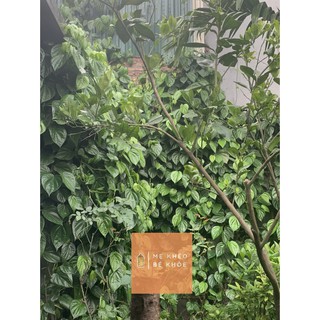 Lá trầu không tươi 200gr