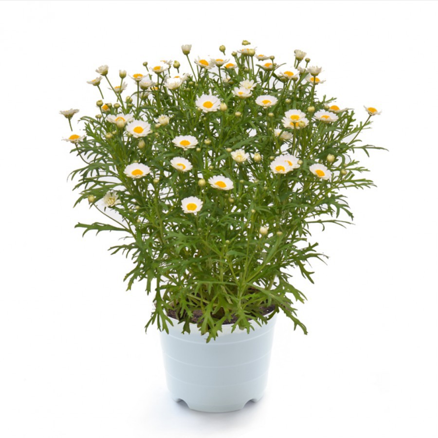 Hạt giống hoa cúc họa mi trắng  DLSeeds gói từ 150 - 200 hạt hoa màu trắng nhanh ra hoa