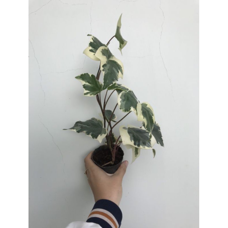 Chậu cứng dương xỉ bạc và thường xuân mới