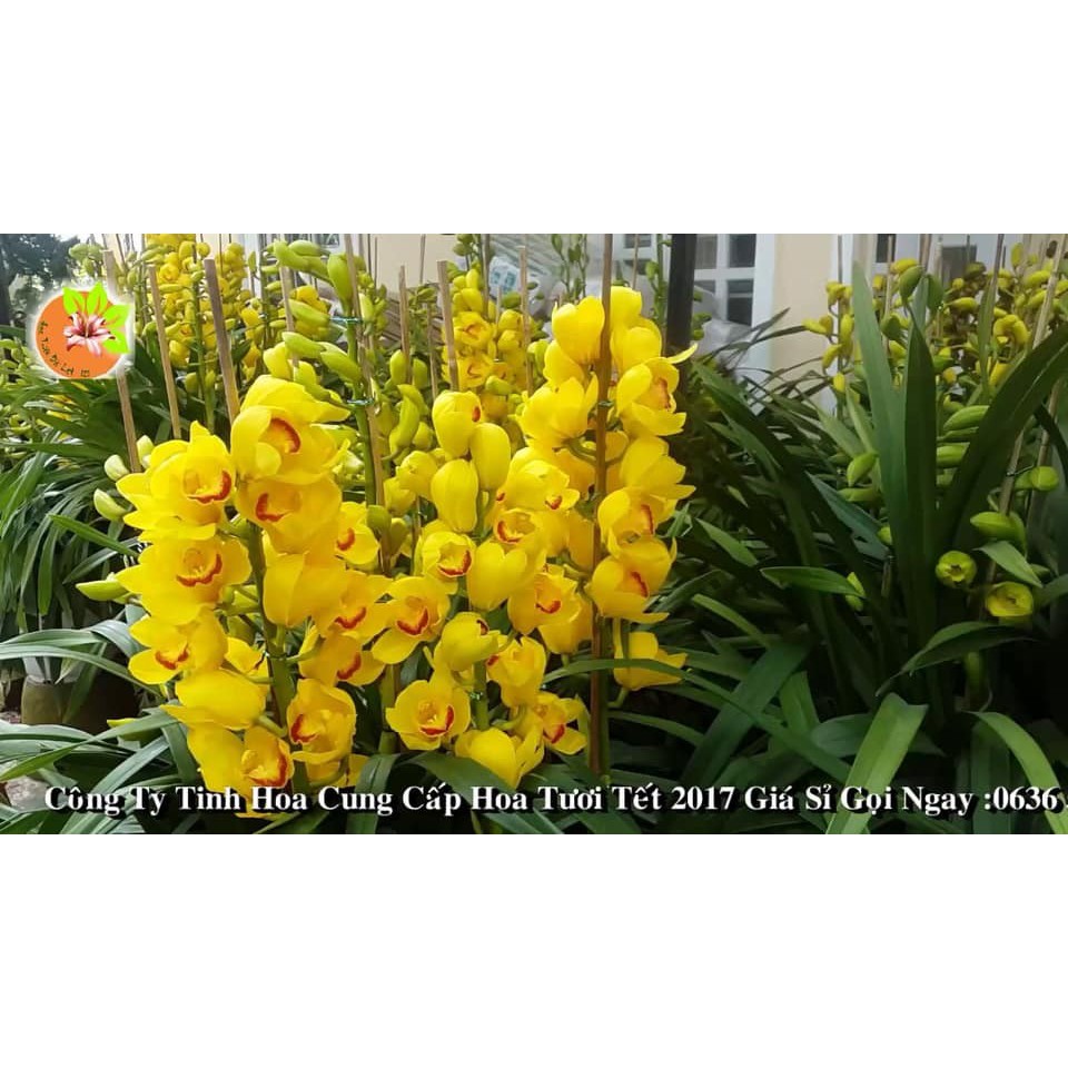 COMBO 3 củ giống địa lan santo hoa vàng