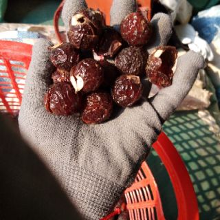 💥💥Bồ hòn Tây nguyên