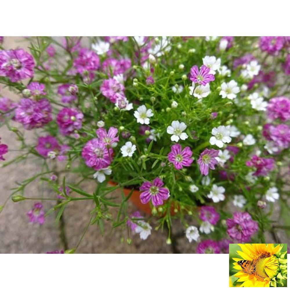 HẠT GIỐNG HOA BABY TRẮNG dễ trồng gói 50 Hạt