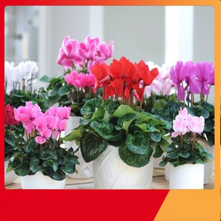 Hạt Giống Hoa Anh Thảo