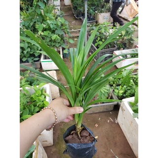 Combo 2 cây Lá Dứa Nếp Thơm cây giống