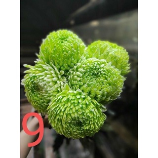 Cúc mẫu đơn đang nụ