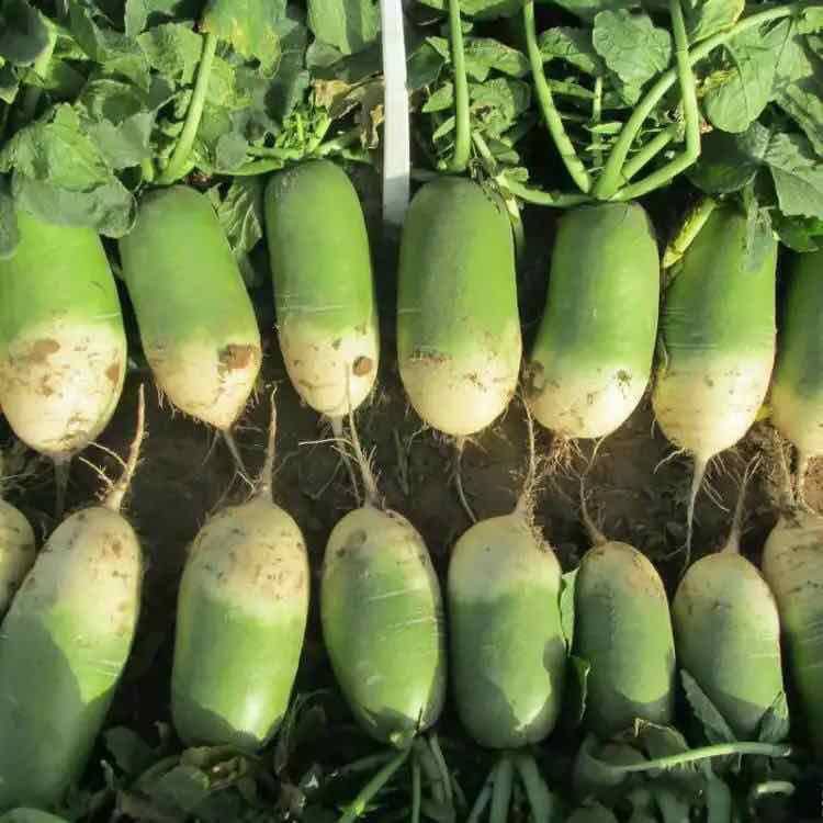 Củ Cải Xanh Đường