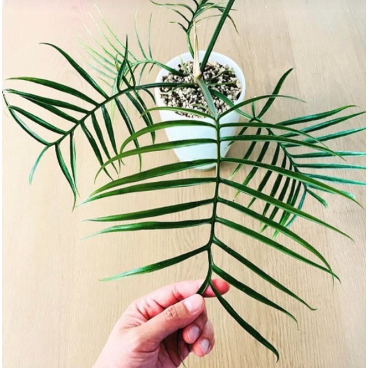 Cây Philodendron Tortum Bao Ship Toàn Quốc - cây giống, cây trang trí nhà, bàn làm việc