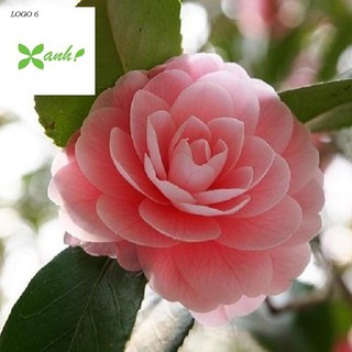 Hạt giống hoa Trà My - 5 hạt