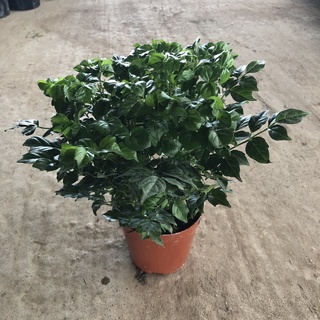 Cây hạnh phúc mini để bàn, chiều cao 15cm lá sum suê sức sống khỏe dễ dàng chăm sóc, thích hợp để bàn trang trí nội thất