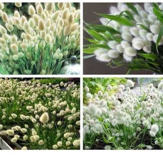 HẠT GIỐNG CỎ ĐUÔI THỎ