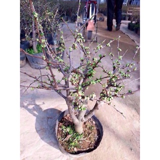 Cây hoa mai đỏ tết