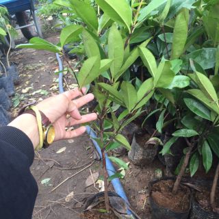 Cây cherry brazil